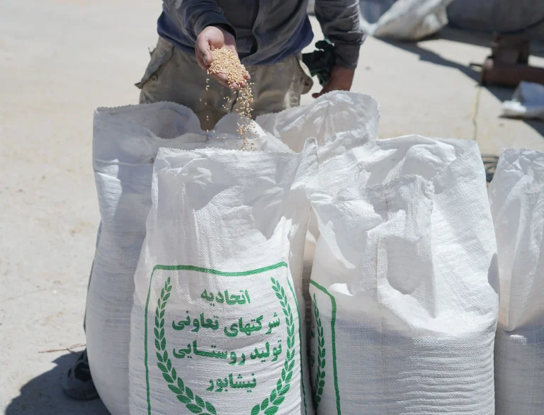 کیسه گیری جو و گندم
